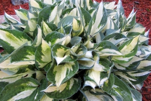 Fire And Ice, Hosta 