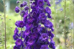 Delphinium 'Pagan Purple' 