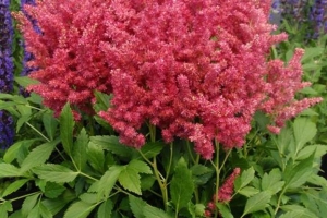 Astilbe Catalogue