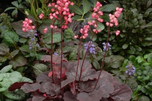Heuchera & Heucherella Catalogue