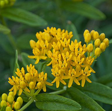 0 asclepias tuberosa hello yellow 99