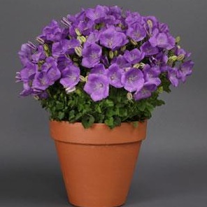 0 campanula rapido blue