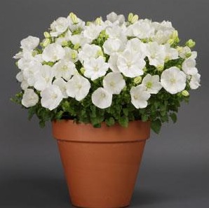 0 campanula rapido white