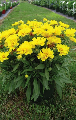 0 coreopsis presto