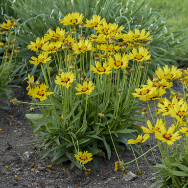 0 coreopsis sunkiss walters 2