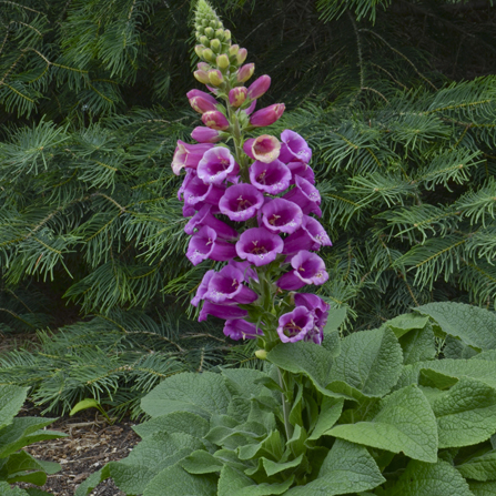 0 digitalis purpurea candy mountain99