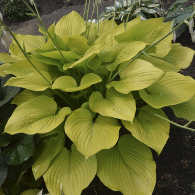 0 hosta ageofgold walters99