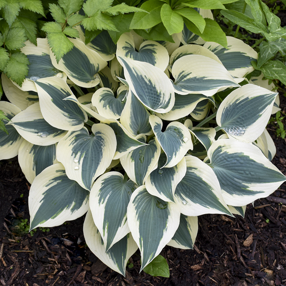 0 hosta blueivory walters99