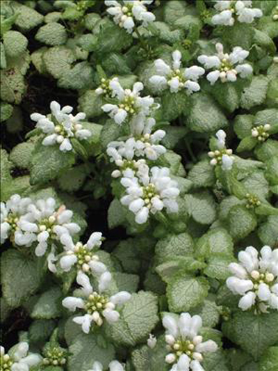 0 lamium white walters
