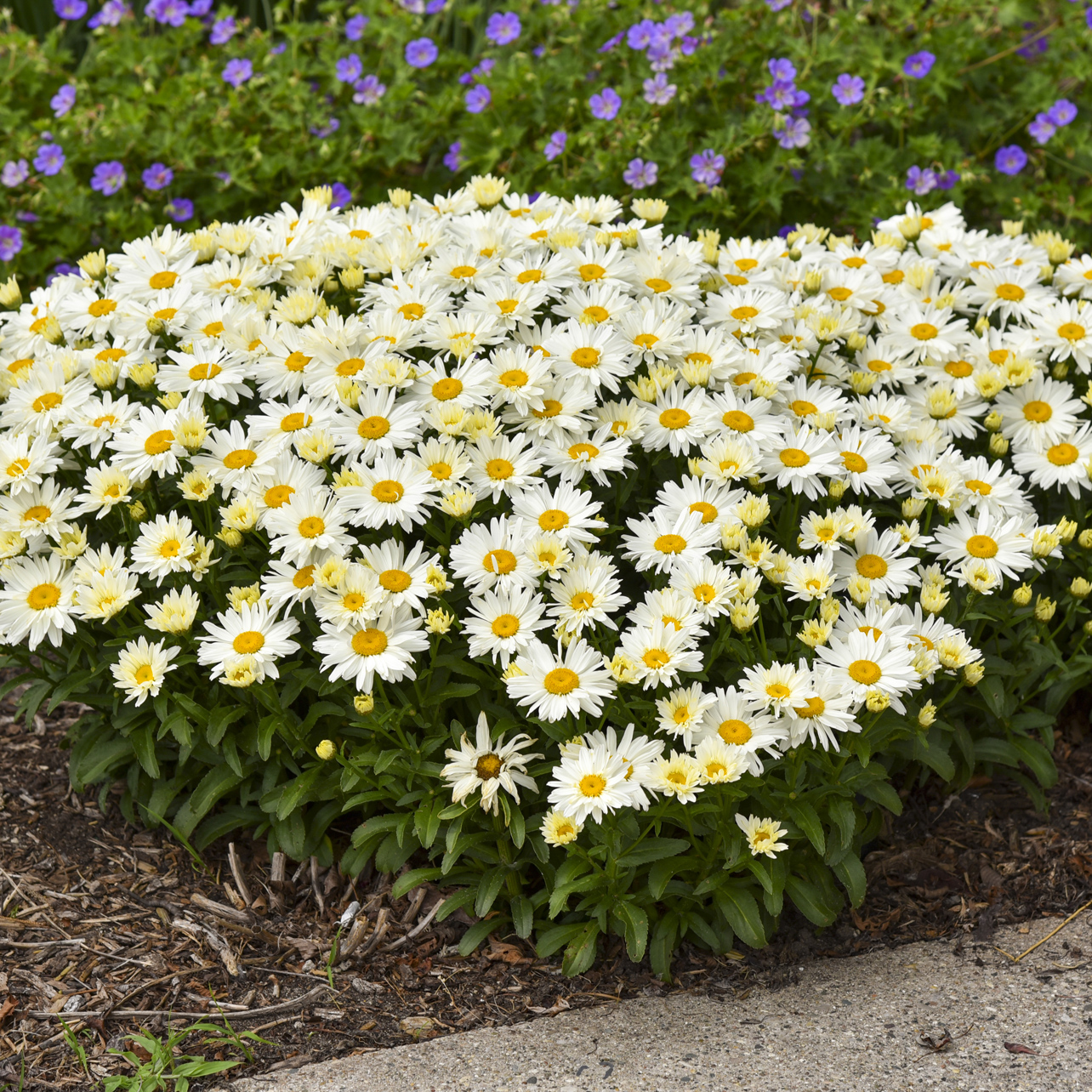 0 leucanthemum superbum cream puff pp30074 0000 high res