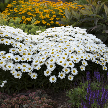 0 leucanthemum superbum daisy may99