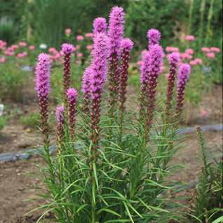 0 liatris spicata kobold 0000 high res