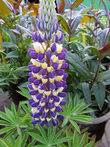 0 lupin budd blue