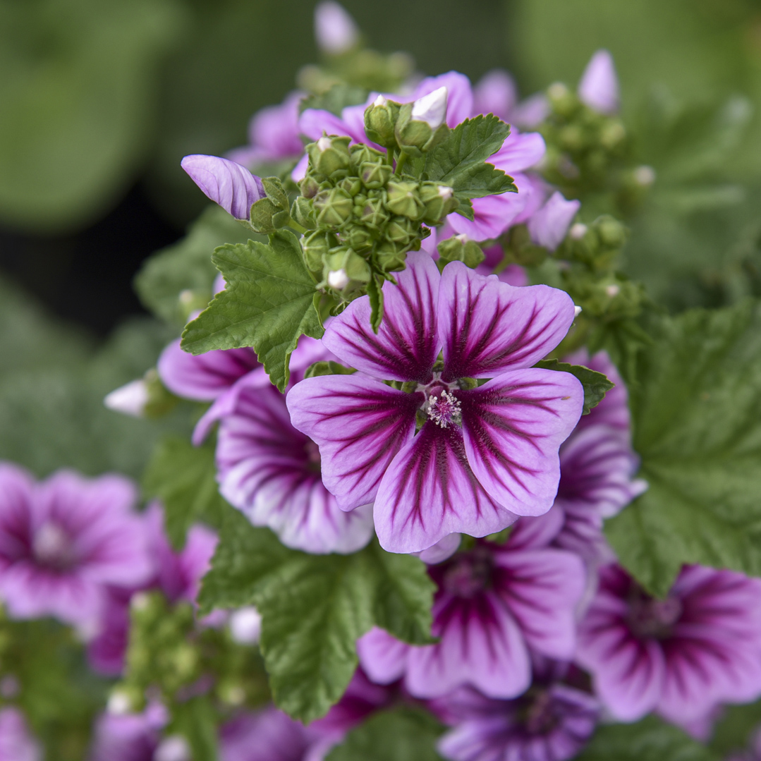 0 malva sylvestris zebrina 99