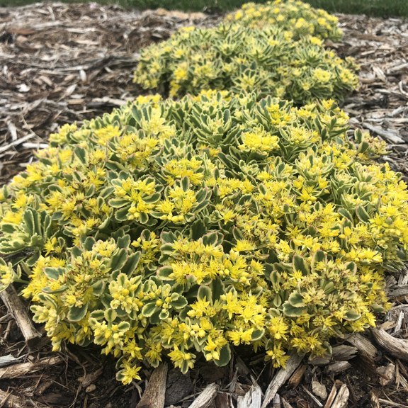 0 sedum boogie woogie c99