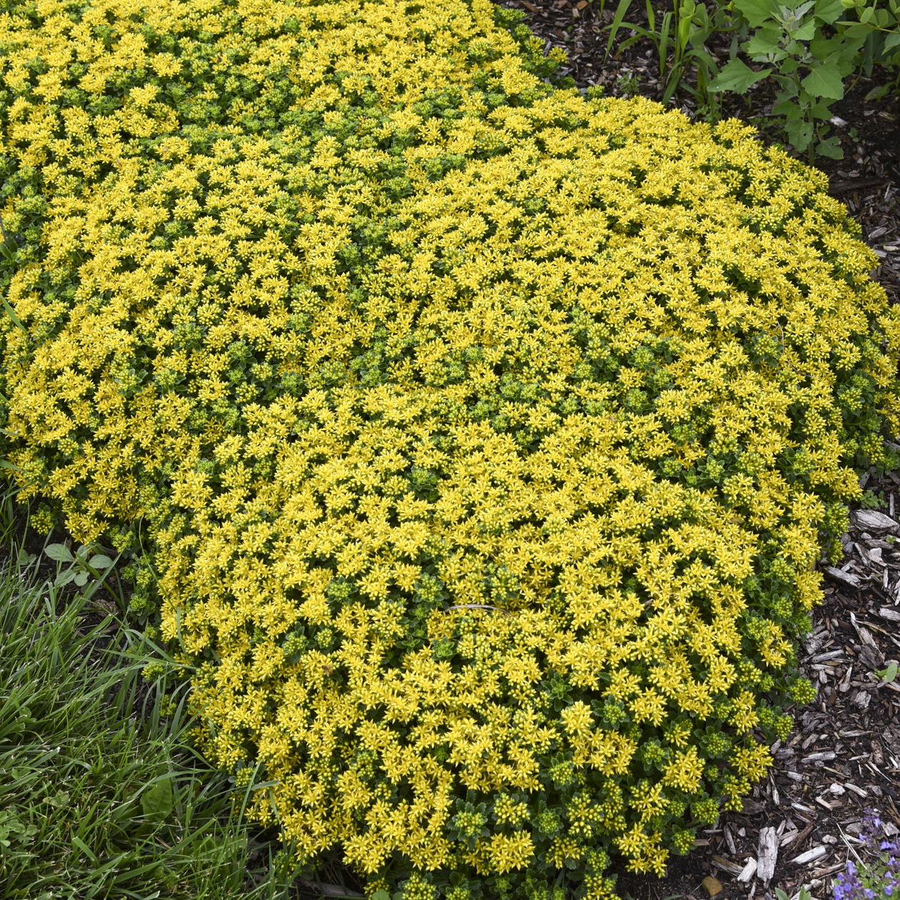 0 sedum little miss sunshine 99