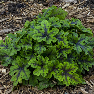 0 tiarella fingerpaint 99