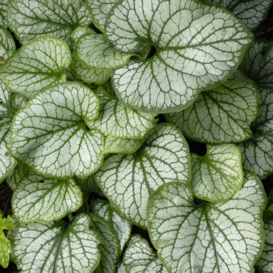 1 brunnera macrophylla jack frost 99