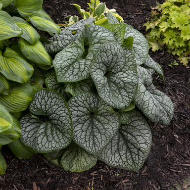 1 brunnera macrophylla jack of diamonds 99