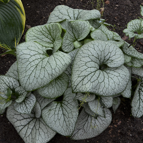 1 brunnera macrophylla sterling silver 88