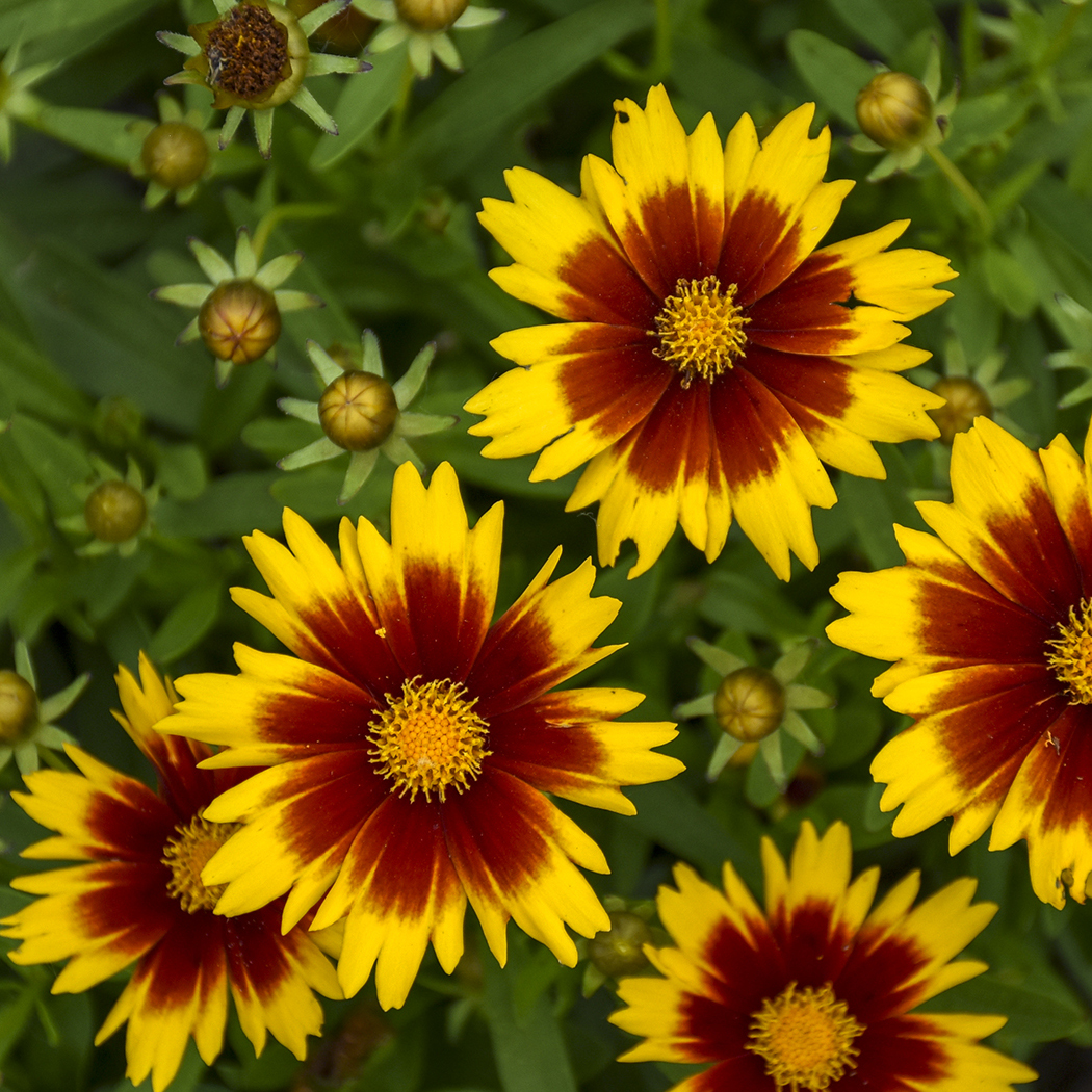 1 coreopsis uptick gold  bronze 99