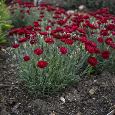 1 dianthus electric red 99