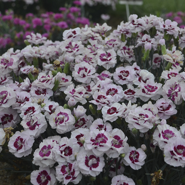 1 dianthus kiss and tell99
