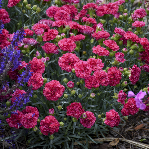 1 dianthus raspberry ruffles 99