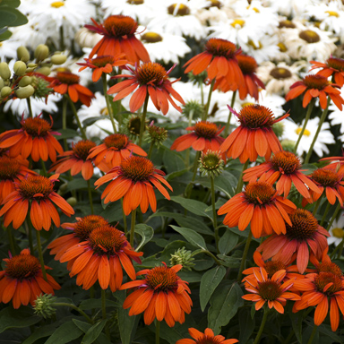1 echinacea sombrero adobe orange 99