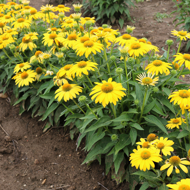 1 echinacea sombrero lemon yellow improved 99