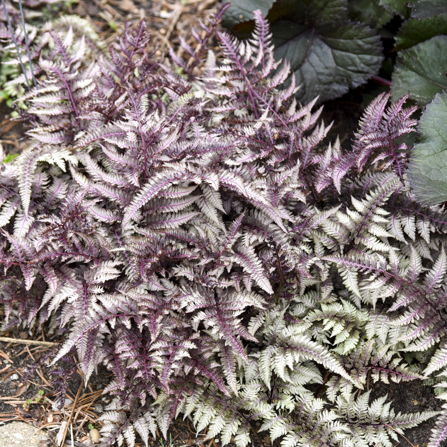 1 fern athyrium niponicum pictum 99