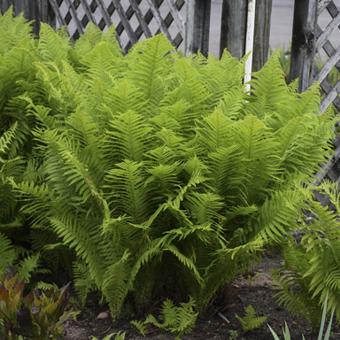 1 fern matteuccia struthiopteris99