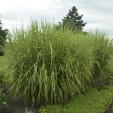 1 grass miscanthus sinensis strictus 0001 high res