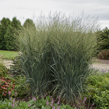 1 grass panicum virgatum totem pole pp29951 cpbraf 0002 high res