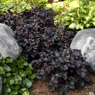 1 heuchera black pearl 99