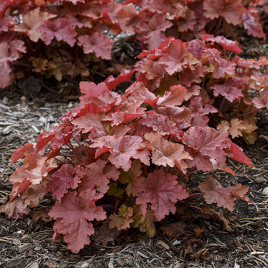 1 heuchera peachberry ice c99