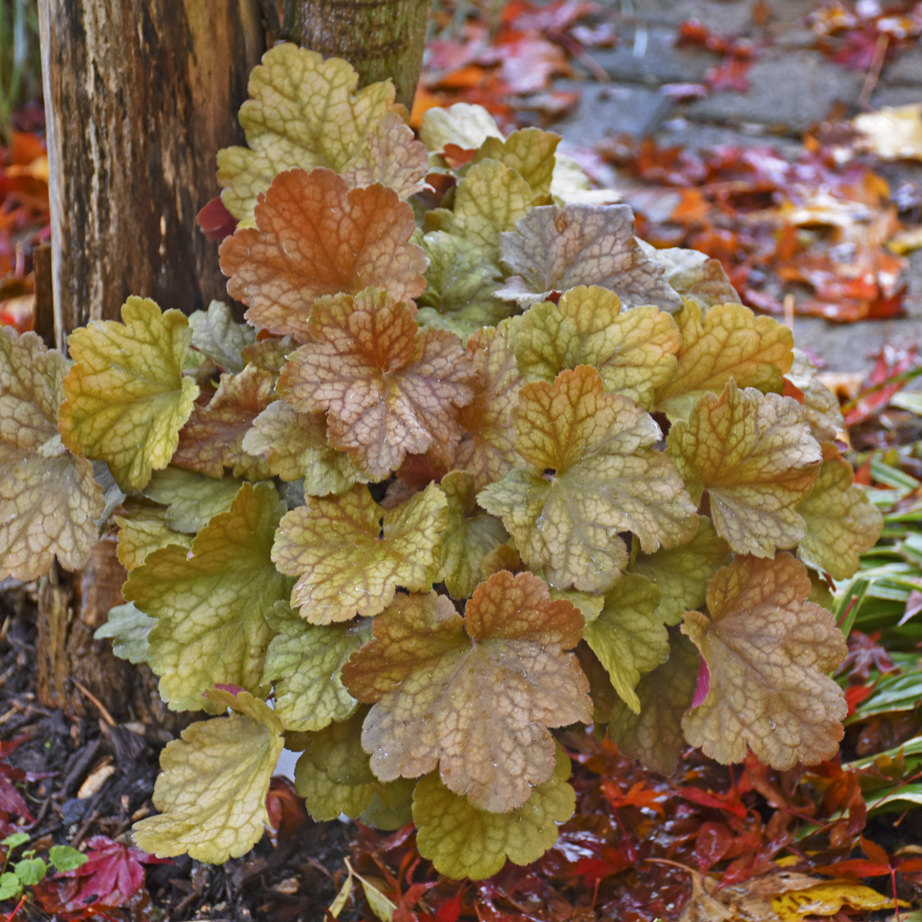 1 heuchera toffee tart99