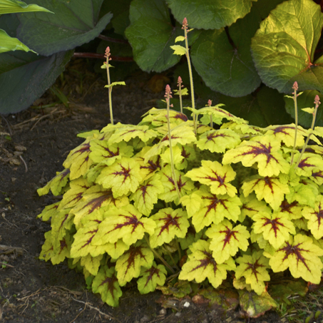 1 heucherella catching fire99