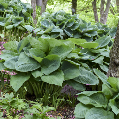 1 hosta big daddy99