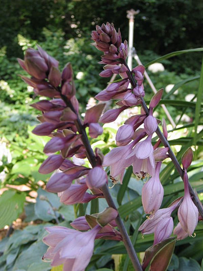 1 hosta celtic bouquet 88