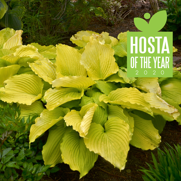 1 hosta coast to coast99