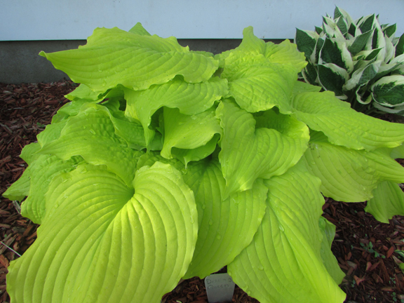 1 hosta dancing queen88