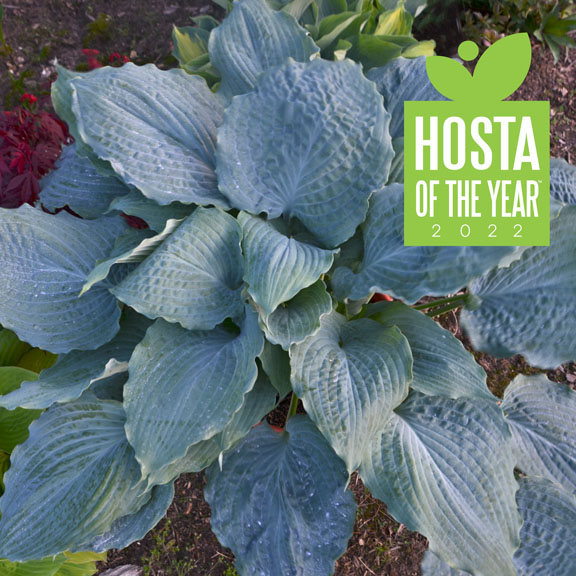 1 hosta diamond lake 99