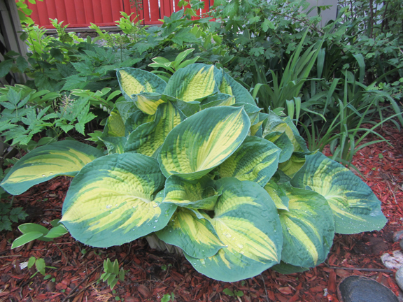 1 hosta dream weaver88