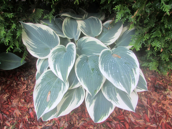 1 hosta el nino