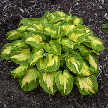 1 hosta etched glass99