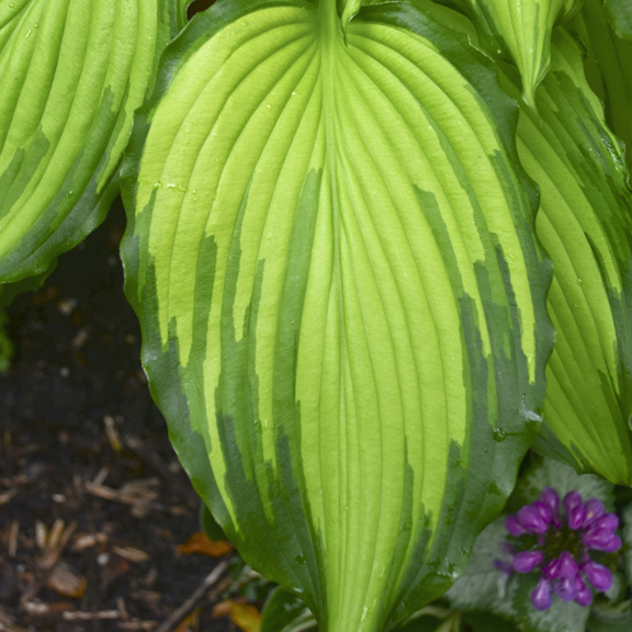 1 hosta first dance 99