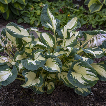 1 hosta hans99