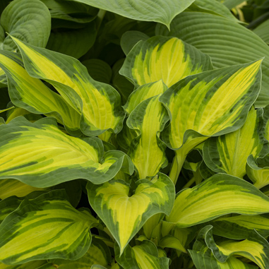 1 hosta happy dayz 099