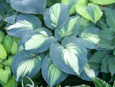 1 hosta hudsonbaycb